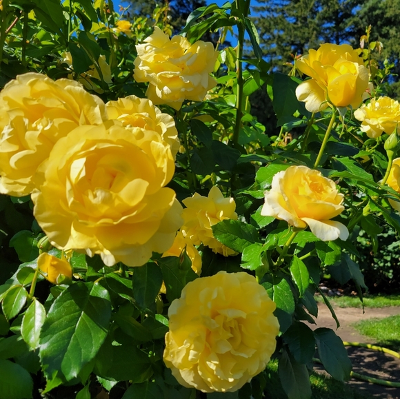 Meet your Posher, Lara - Picture 5 of 6